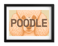 Poodle Dog poster
