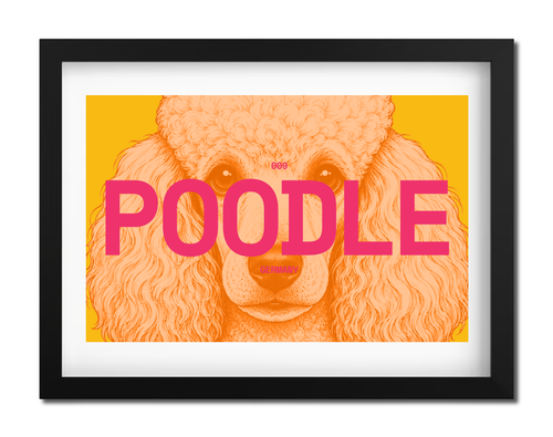 Poodle Dog poster